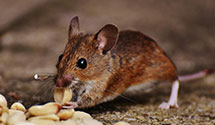 24 Hour & Emergency Exterminators in West Brandywine, PA